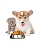 Lemmikkieläinten ruoka