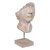 BigBuy Home Koristehahmo beige Kasvot 12, 5 x 13, 27, cm Metalli