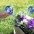 Automatische Bewässerungsballons Aqua·Loon InnovaGoods 2 Stück